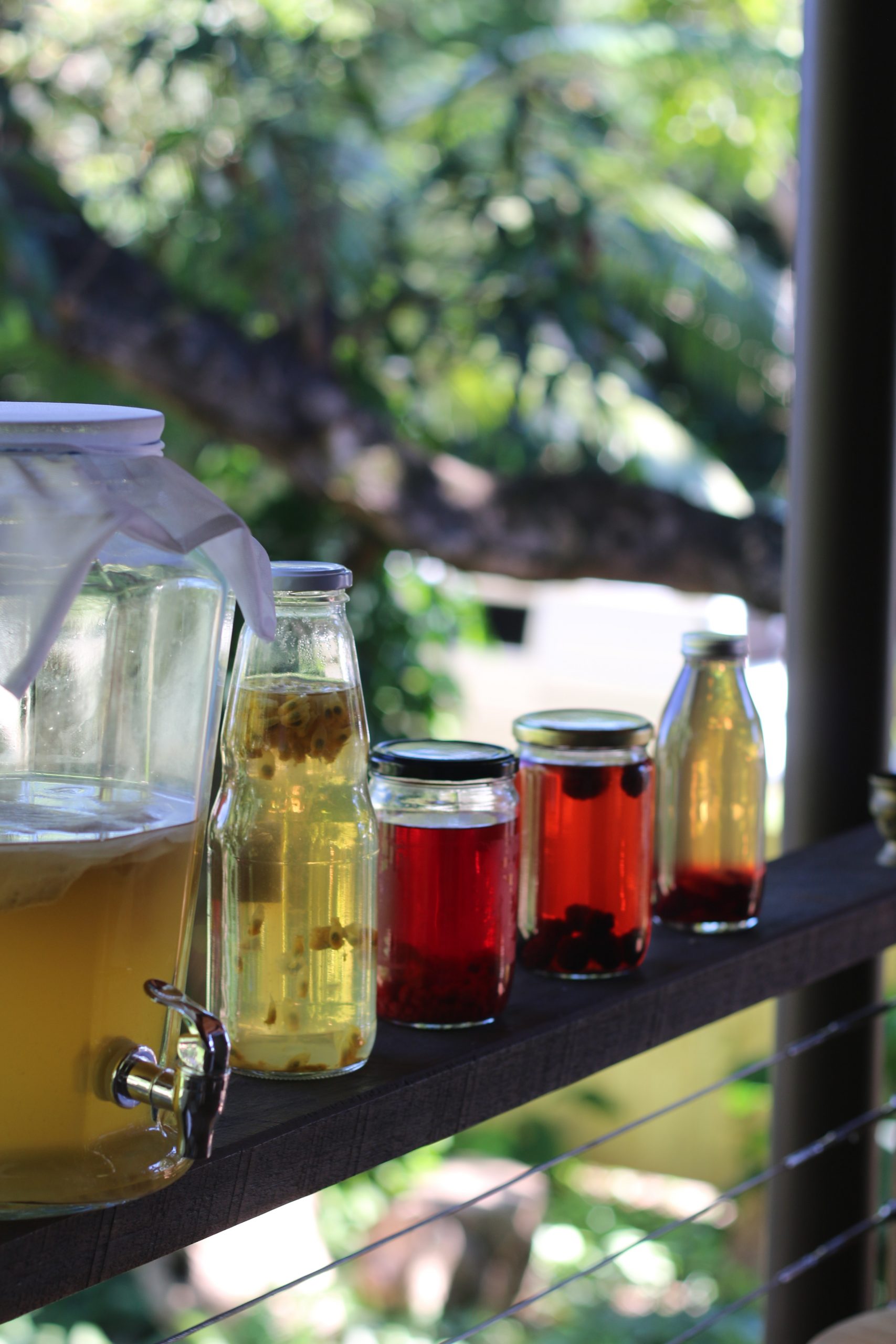 A Tale Spanning 2000 Years – Uncovering the Kombucha Origin